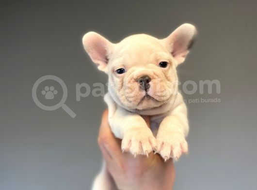 Blue Taşiyici Blue Pied French Bulldog