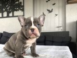 Nadi̇r Renk Egzoti̇k French Bulldog Blue