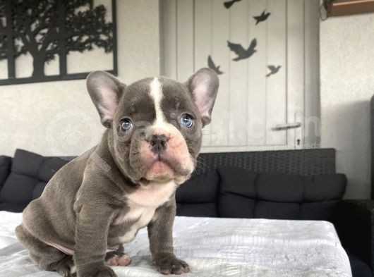 Nadi̇r Renk Egzoti̇k French Bulldog Blue görsel
