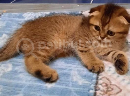Vonalp Pet Garanti̇li̇ Scotti̇sh Fold Yavrularimiz