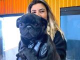 SİYAH ASİL KARİZMATİK PUG BEBEKLER
