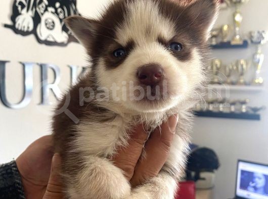 Kizil Husky Si̇bi̇rya Kurdu Bebekler Irk Garanti̇li̇ görsel
