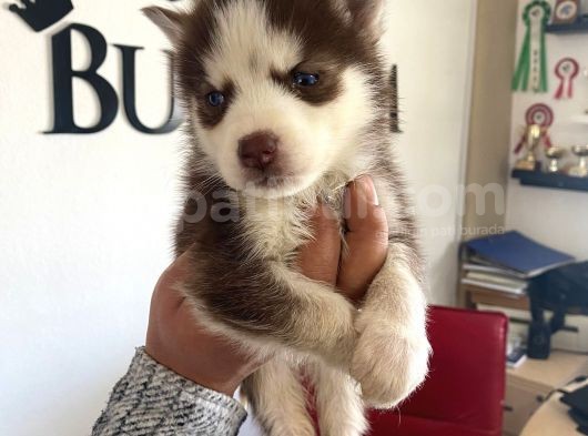 Kizil Husky Si̇bi̇rya Kurdu Bebekler Irk Garanti̇li̇ görsel