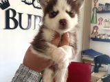 Kizil Husky Si̇bi̇rya Kurdu Bebekler Irk Garanti̇li̇