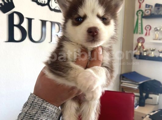 Kizil Husky Si̇bi̇rya Kurdu Bebekler Irk Garanti̇li̇ görsel
