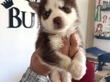 Kizil Husky Si̇bi̇rya Kurdu Bebekler Irk Garanti̇li̇