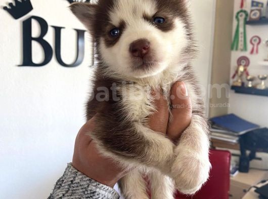 Kizil Husky Si̇bi̇rya Kurdu Bebekler Irk Garanti̇li̇ görsel