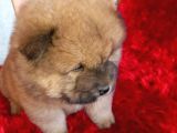 Kara Kahve Aslanlar Chow Chow Bebeklrr