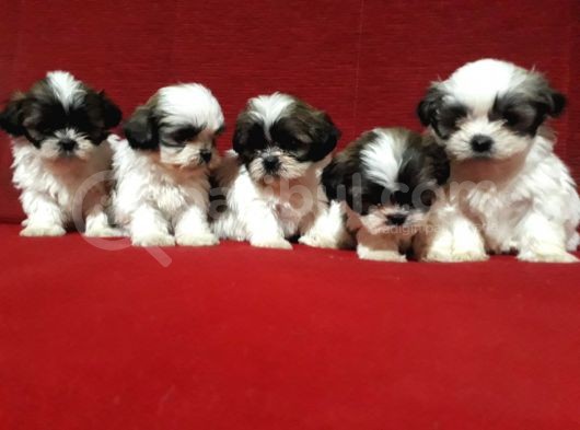 Dişi Ve Erkek Shihtzu Bebekler
