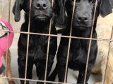 ÜST KALİTE LABRADOR YAVRULAR