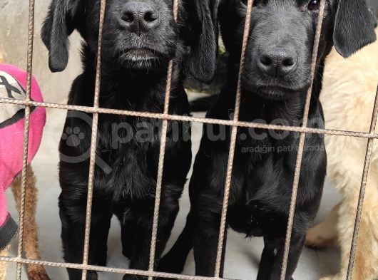 Üst Kali̇te Labrador Yavrular