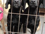 Üst Kali̇te Labrador Yavrular
