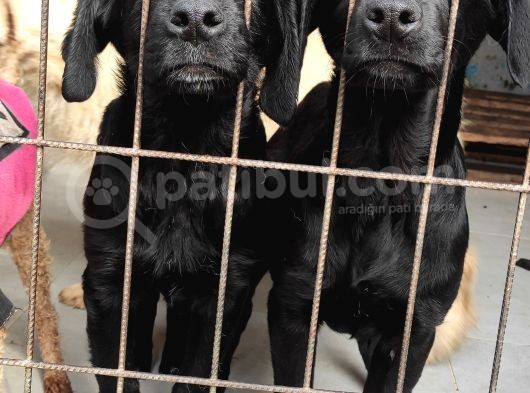 Üst Kali̇te Labrador Yavrular görsel