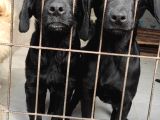 Üst Kali̇te Labrador Yavrular