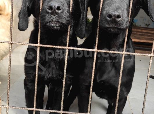 Üst Kali̇te Labrador Yavrular görsel