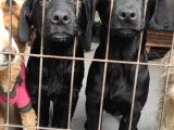 Üst Kali̇te Labrador Yavrular