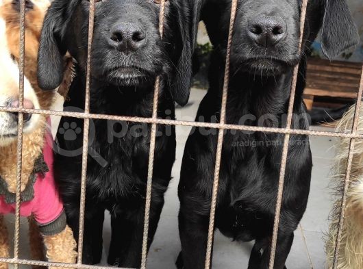 Üst Kali̇te Labrador Yavrular görsel