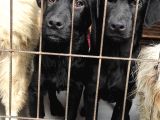 Üst Kali̇te Labrador Yavrular