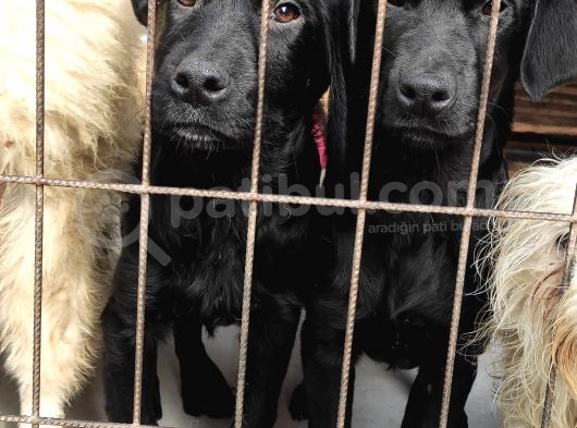 Üst Kali̇te Labrador Yavrular görsel
