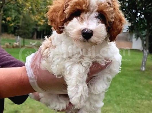 Vonalpet Garanti̇si̇yle Mükemmel Kali̇tede Malti̇poo  Yavrularimiz görsel