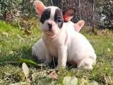 Vonalp Pet Garanti̇si̇yle Mükemmel Kali̇tede French Bulldog  Yavrularimiz