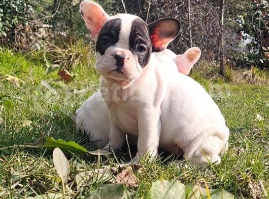 Vonalp Pet Garanti̇si̇yle Mükemmel Kali̇tede French Bulldog  Yavrularimiz görsel