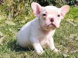 Vonalp Pet Garanti̇si̇yle Mükemmel Kali̇tede French Bulldog  Yavrularimiz