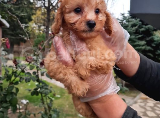 Vonalpet Garanti̇si̇yle Mükemmel Kali̇tede Poodle Yavrularimiz