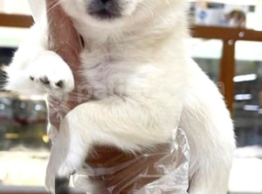 Vonalpet Garanti̇si̇yle Mükemmel Chi̇huahua (Şi̇vava)  Yavrularimiz
