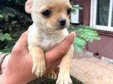 Vonalpet Garanti̇si̇yle Mükemmel Chi̇huahua (Şi̇vava)  Yavrularimiz