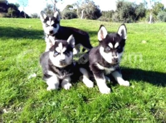 Vonalpet Garanti̇si̇yle Mükemmel Kali̇tede Si̇bi̇rya Kurdu (Husky) Yavrularimiz