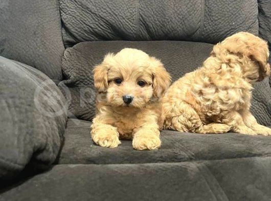 Evi̇ni̇zi̇n Yeni̇ Neşesi̇ Malti̇poo Yavrulari