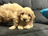Evi̇ni̇zi̇n Yeni̇ Neşesi̇ Malti̇poo Yavrulari