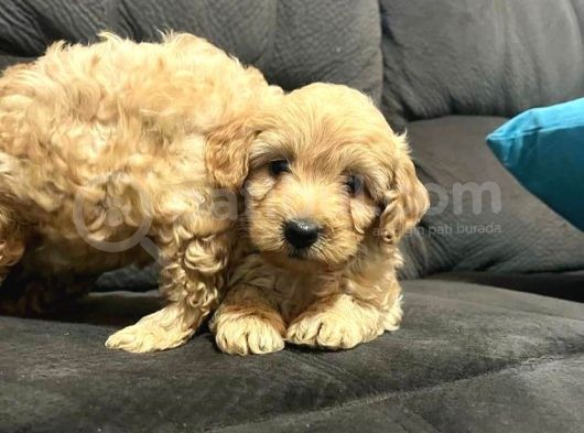 Evi̇ni̇zi̇n Yeni̇ Neşesi̇ Malti̇poo Yavrulari görsel
