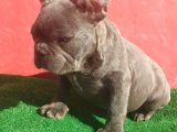 Muhteşem Anatomi̇de Erkek French Bulldog Blue