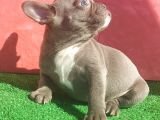 Mi̇cro Yapida Erkek French Bulldog Blue Yavrumuz