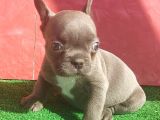 MİCRO YAPIDA ERKEK FRENCH BULLDOG BLUE YAVRUMUZ