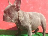 Muhteşem Anatomi̇de Erkek French Bulldog Blue