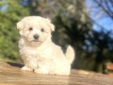Sevi̇mli̇ Malti̇poo Bebekleri̇mi̇z