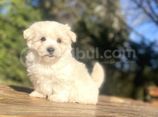 Sevi̇mli̇ Malti̇poo Bebekleri̇mi̇z görsel