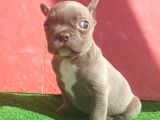 Mi̇cro Yapida Erkek French Bulldog Blue Yavrumuz
