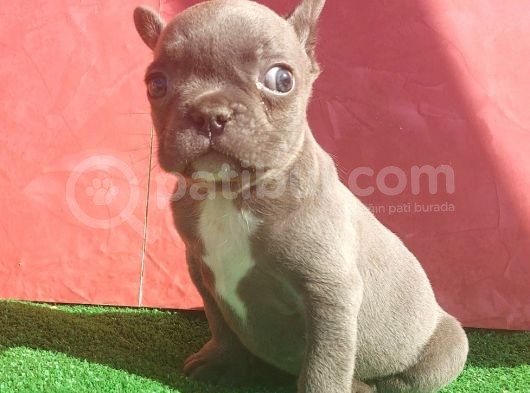 Mi̇cro Yapida Erkek French Bulldog Blue Yavrumuz görsel