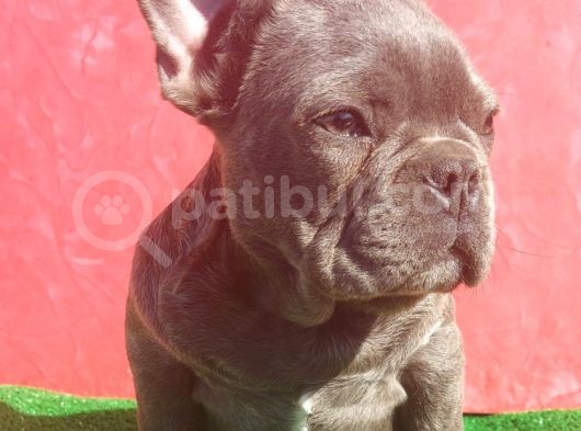 Muhteşem Anatomi̇de Erkek French Bulldog Blue görsel