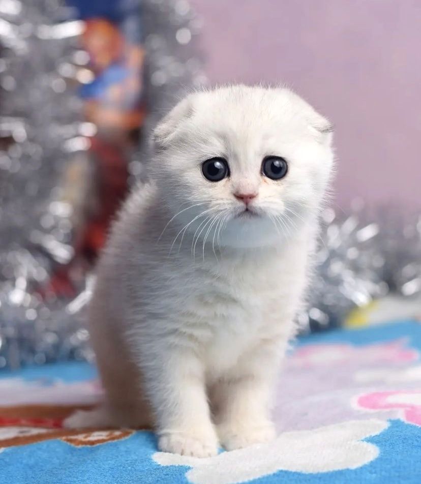 Beyaz Sevimli Yavru Kedi beyaz-sevimli-yavru-kedi