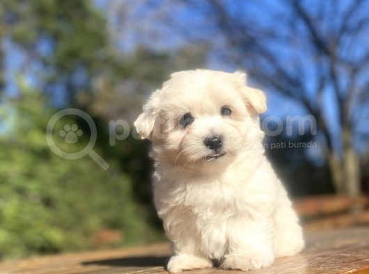 Sevi̇mli̇ Malti̇poo Bebekleri̇mi̇z