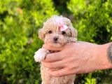 Tatli Tadinda Maltese Teri̇er Yavrusu