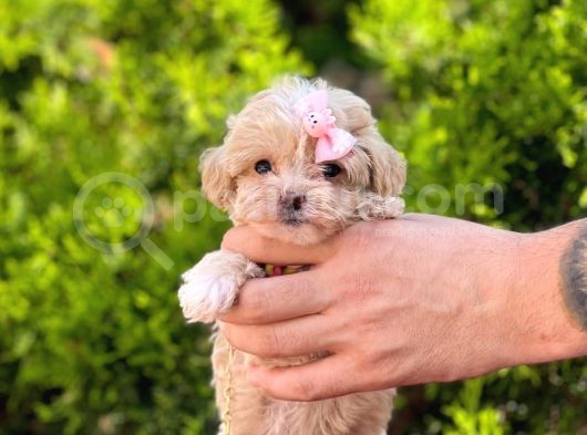Tatli Tadinda Maltese Teri̇er Yavrusu görsel