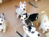 Safkan Husky Sibirya Kurdu Yavrularımız