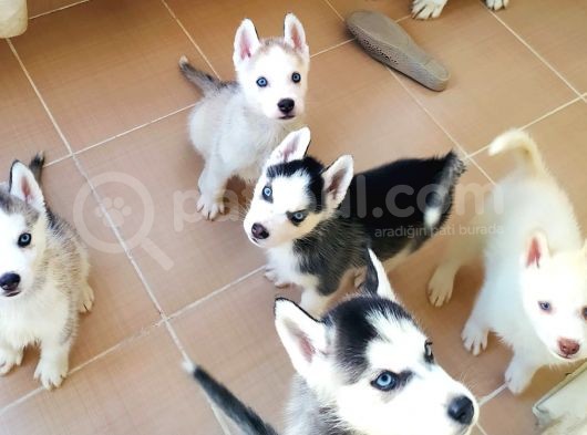Safkan Husky Sibirya Kurdu Yavrularımız görsel