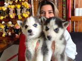 Kari̇zmati̇k Asi̇l Husky Si̇bi̇rya Kurdu Bebekler